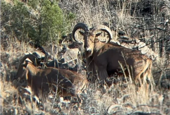 Aoudad – Davis Mountains