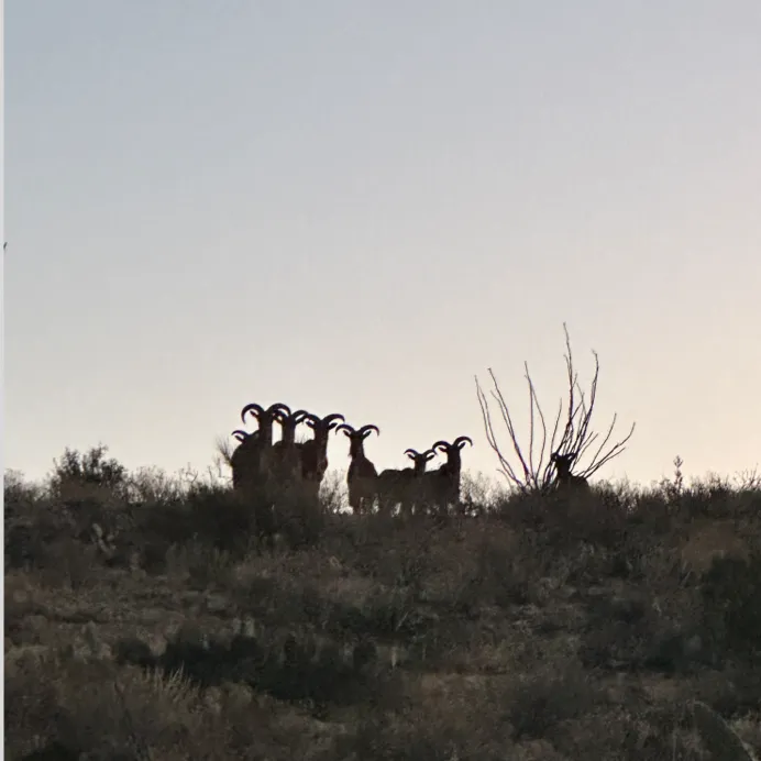 Aoudad – Davis Mountains Hunts
