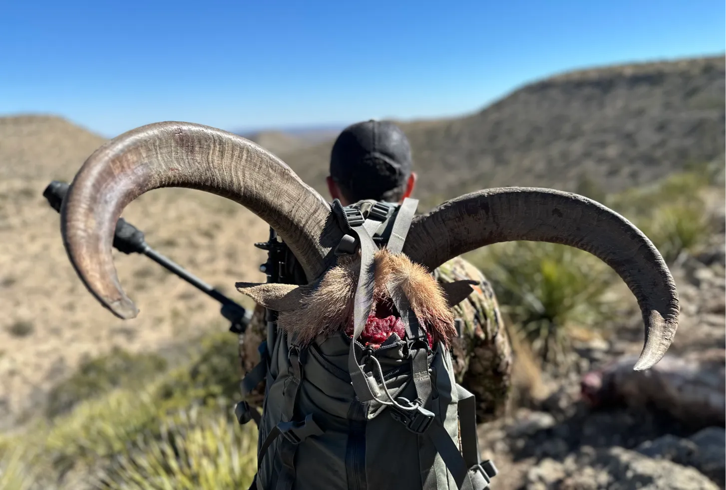 Aoudad – Davis Mountains Hunts